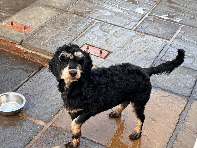 Cockapoo puppies for sale in Taunton, Somerset – 3 years old - Image 3 of 3