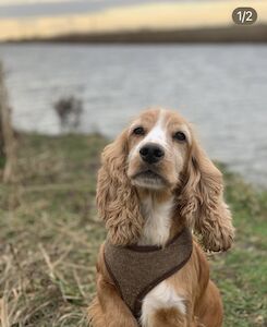 Vincent Hedgecock - Licensed Cockapoo Breeder