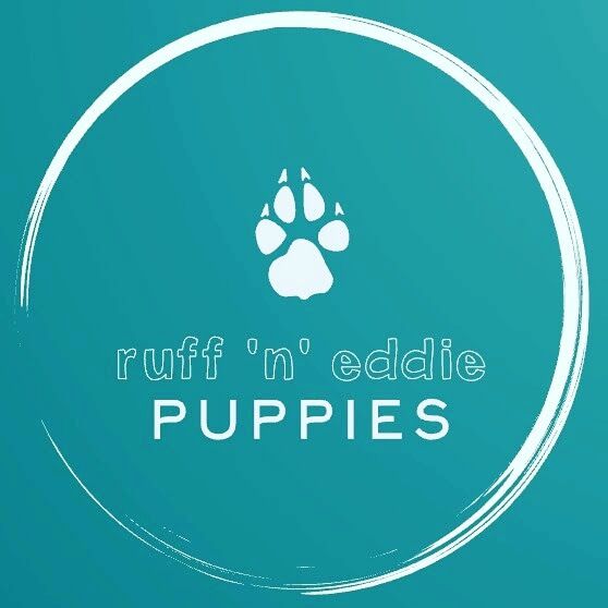 Emma Edmonds - Cockapoo breeder