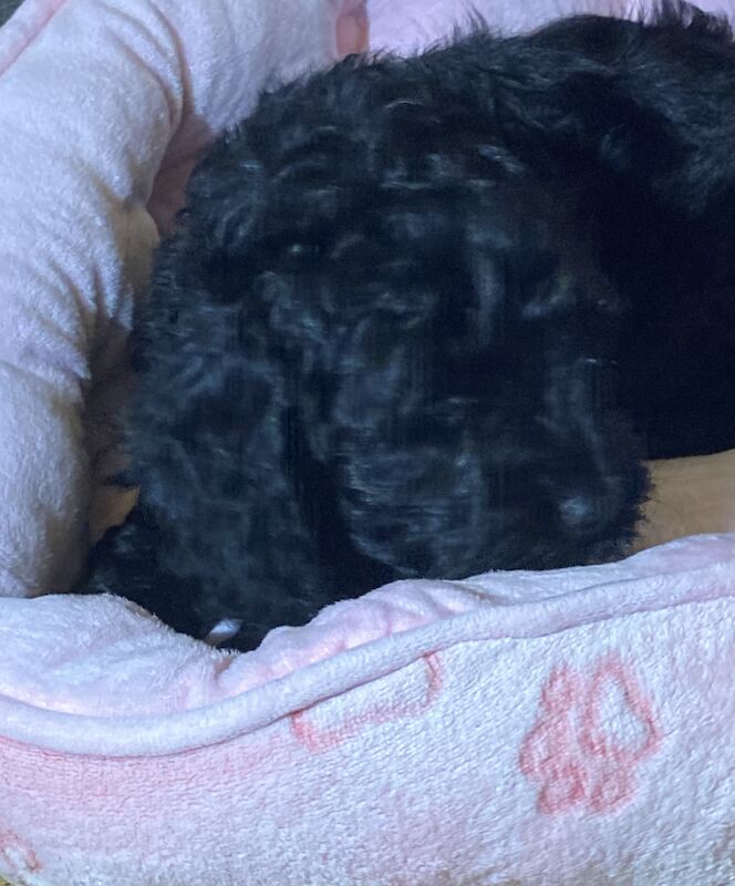 Susan fantom - Cockapoo breeder