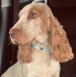 Jessica - Cockapoo breeder