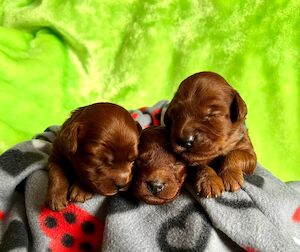 Cockapoo Puppies South West