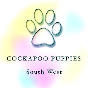 Cockapoo Puppies South West - Cockapoo breeder
