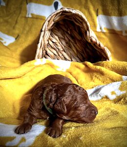 Prestigious Puppies South West