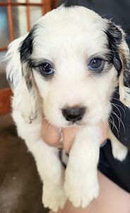 Belle