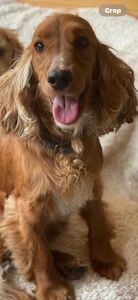 Eliza - Cockapoo breeder
