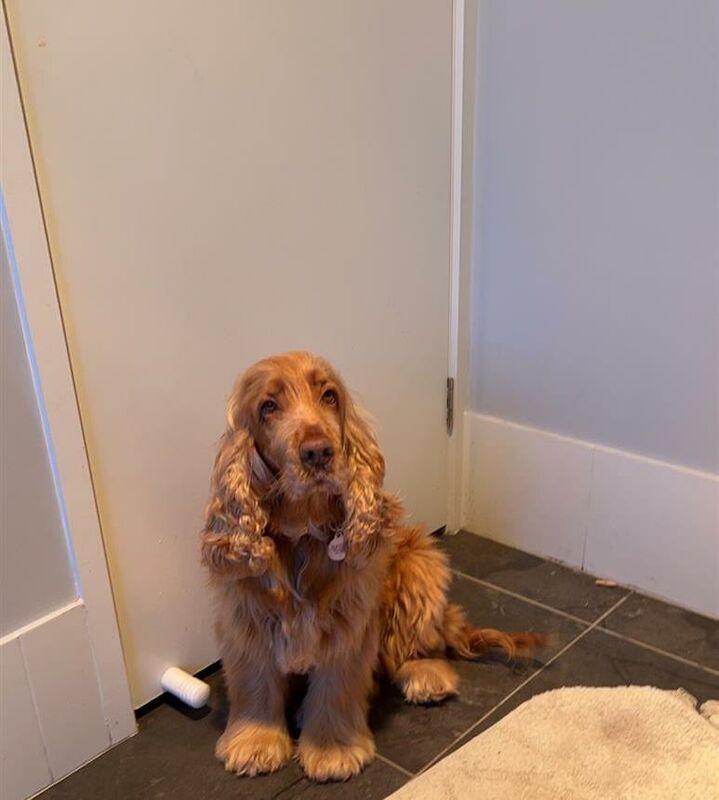 Fedina Jones - Cockapoo breeder