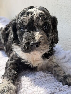 Ted