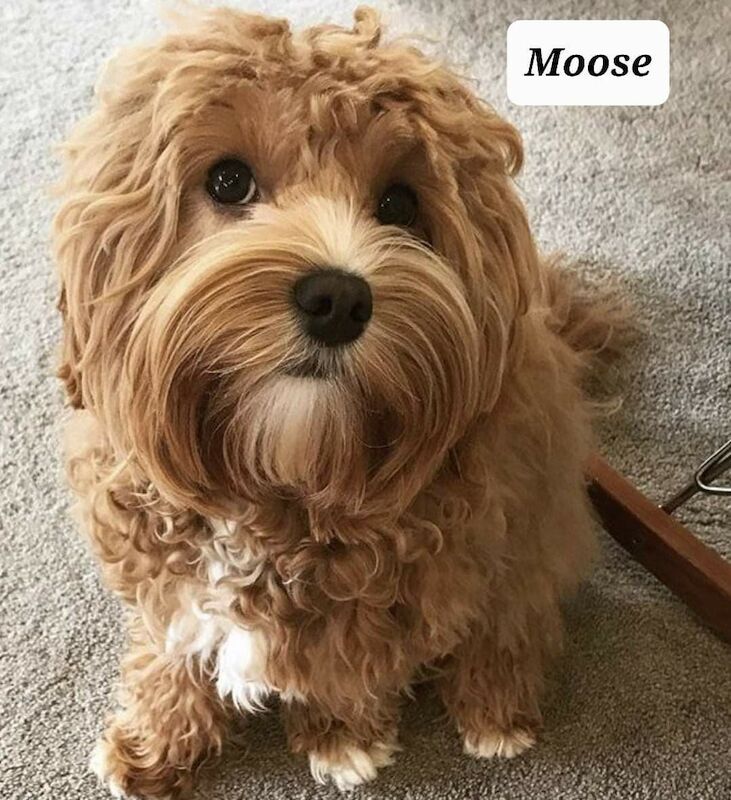 jason jessica - Cockapoo breeder