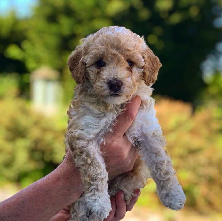 Owen Micheal - Cockapoo breeder