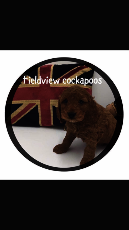 Fieldview cockapoos