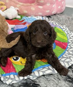 Elizabeth Riley - Cockapoo breeder