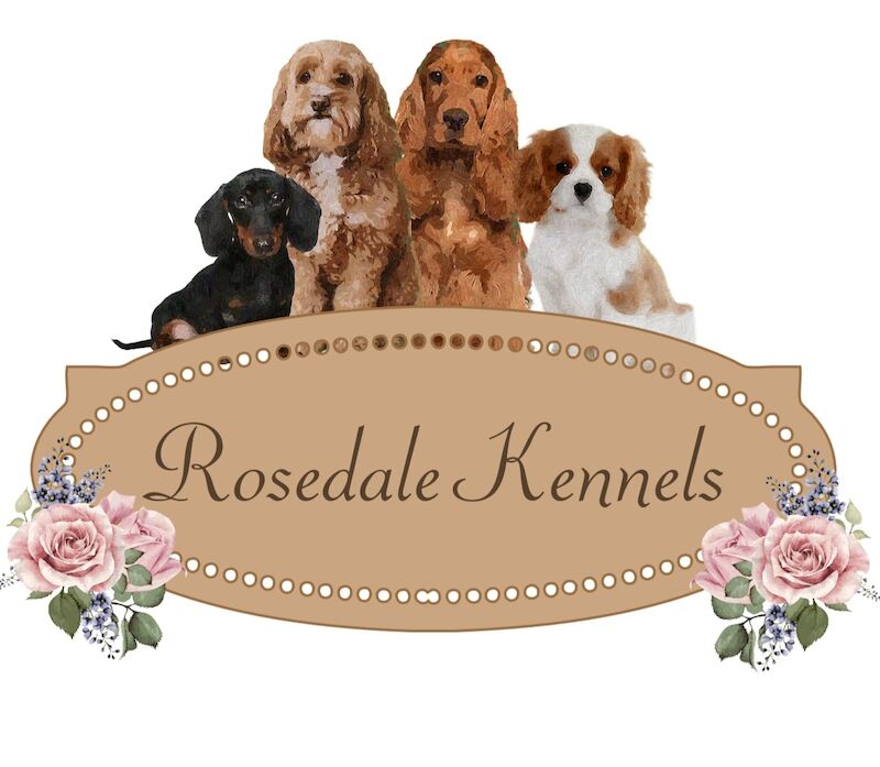 Gary Thomas - Licensed Cockapoo breeder