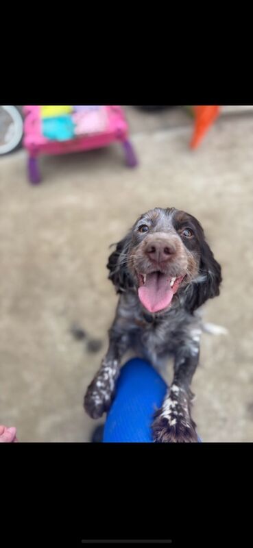 Belle - Cockapoo Breeder on Cockapoo Owners - Image 1