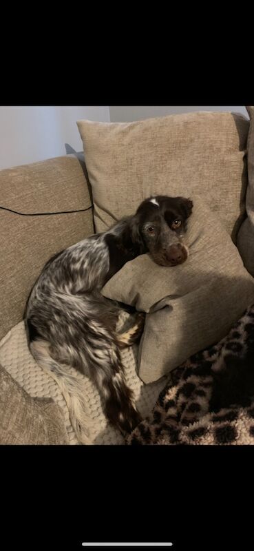 Belle - Cockapoo Breeder - Image 2