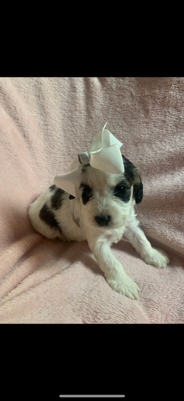 Belle - Cockapoo Breeder - Image 6