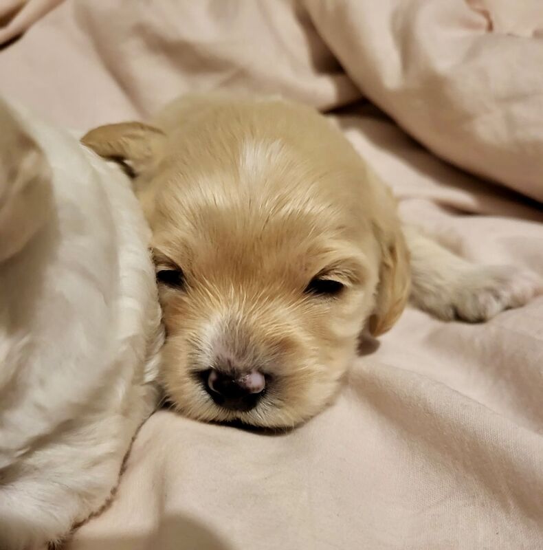 Belle - Cockapoo Breeder - Image 9