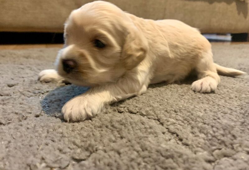 Belle - Cockapoo Breeder - Image 11