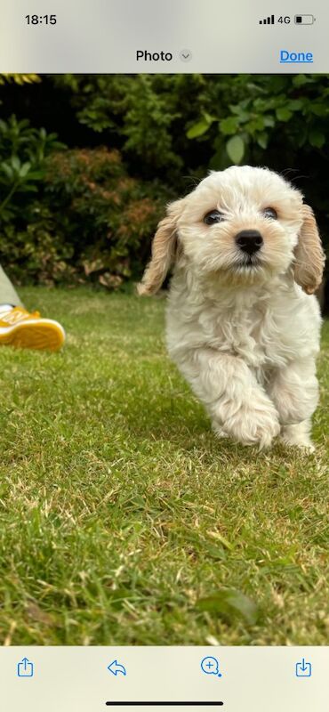 Belle - Cockapoo Breeder on Cockapoo Owners - Image 14