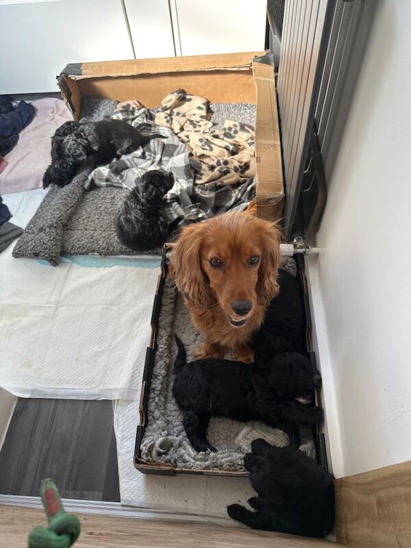 Candece Osborne - Private Seller on Cockapoo Owners - Image 1