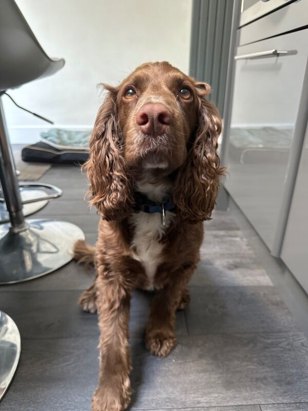 Candece Osborne - Private Seller on Cockapoo Owners - Image 2