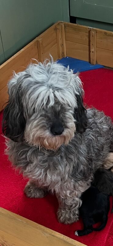 Diane Vine - Private Seller in Gravesend, Kent  on Cockapoo Owners - Image 1