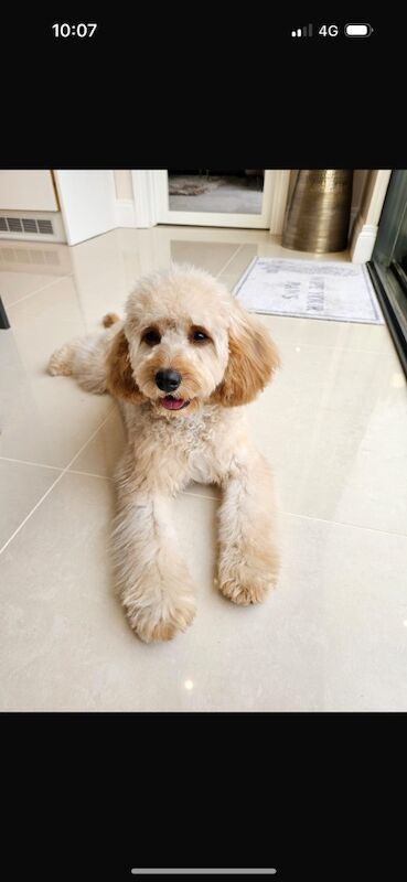 Genty ball - Licensed Cockapoo Breeder - Image 1