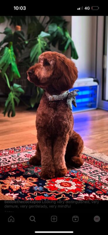 Genty ball - Licensed Cockapoo Breeder - Image 2