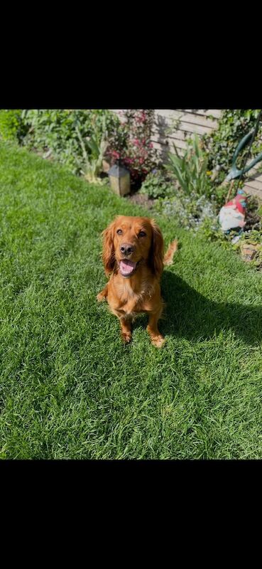 Gill - Private Seller in Leicestershire   on Cockapoo Owners - Image 2