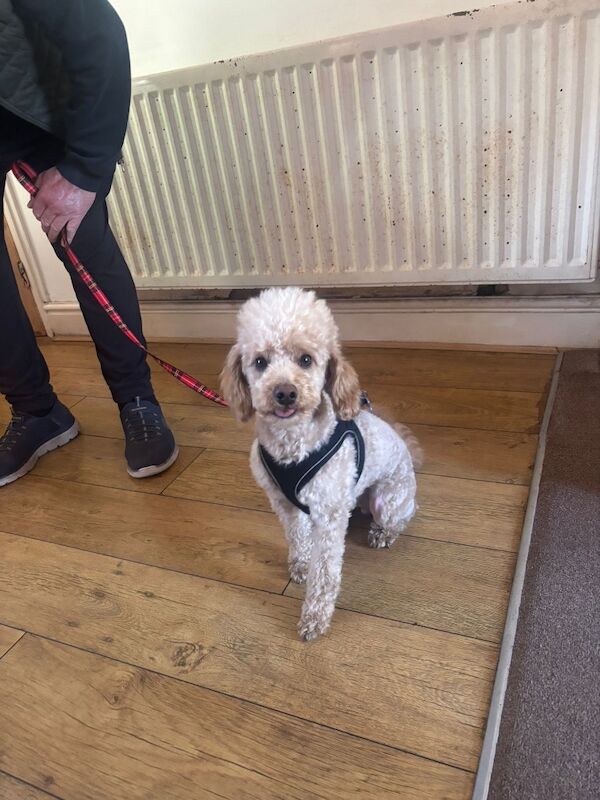 Gill - Private Seller in Leicestershire   on Cockapoo Owners - Image 3