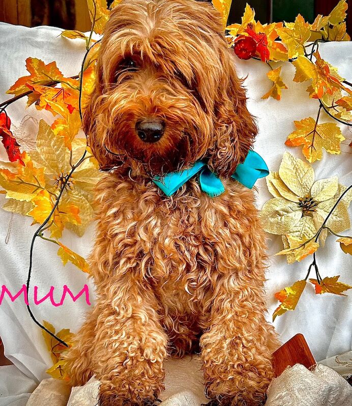 Jeannette shires - Licensed Cockapoo Breeder - Image 1