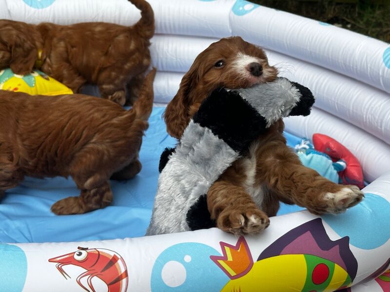 Marion Collins - Cockapoo Breeder - Image 1