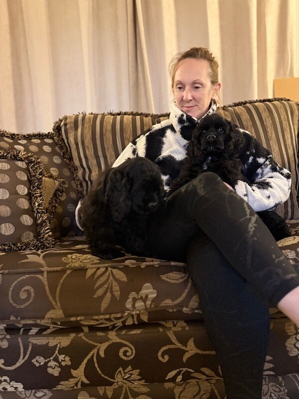 Sarah robertson - Cockapoo Breeder in Doncaster, South Yorkshire on Cockapoo Owners - Image 1