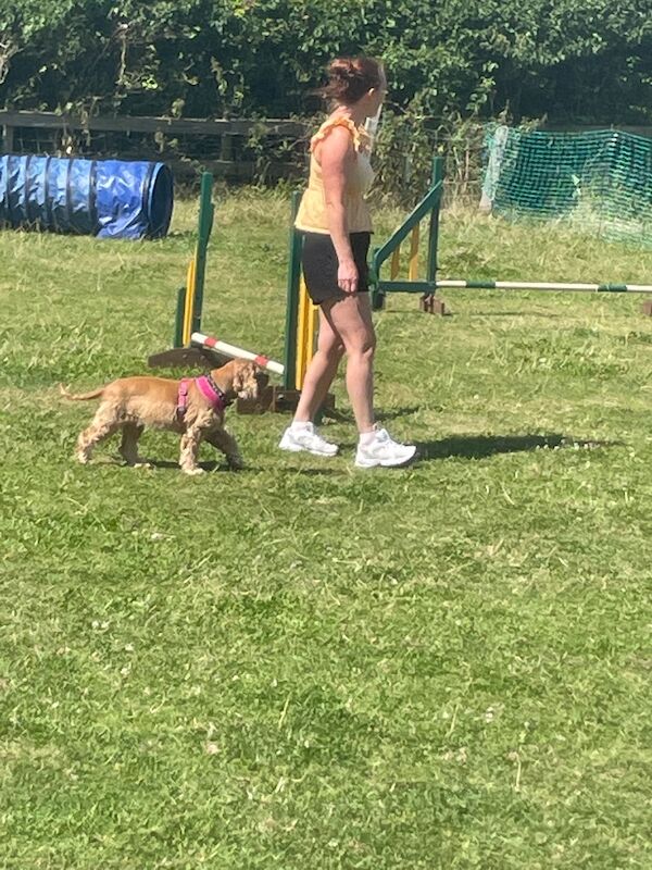 Sarah robertson - Cockapoo Breeder in Doncaster, South Yorkshire on Cockapoo Owners - Image 2