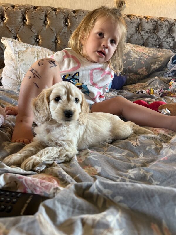 Sarah robertson - Cockapoo Breeder in Doncaster, South Yorkshire - Image 3